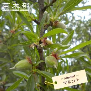果樹苗 アーモンドセット 2種2株 : 花と緑 国華園 - 通販 - Yahoo