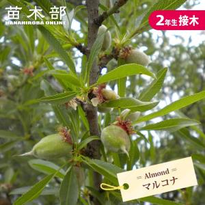 アーモンド苗 マルコナ種 2年生接木苗 7号ロングスリット鉢植え