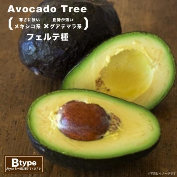 フェルテ種 アボカド Bタイプ 2年生 接木苗