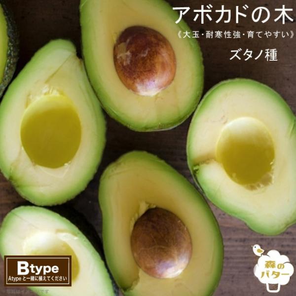 ズタノ種 アボカド Bタイプ 1年生 接木 苗木