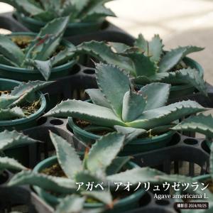 アガベ 、リュウゼツラン センチュリープラント ナーセリーポット大苗