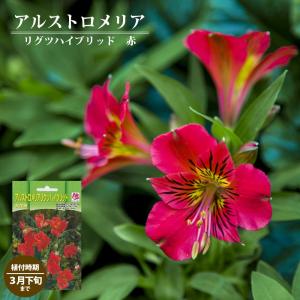 アルストロメリア リグツハイブリッド 赤 球根 （1株入） （植え付け時期10月上旬〜翌3月下旬まで） 予約販売10月下旬頃入荷予定