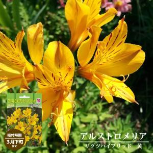 アルストロメリア リグツハイブリッド 黄 球根 ...の商品画像