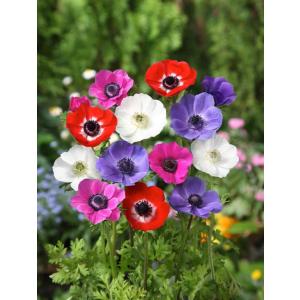 アネモネ 球根の商品一覧 通販 Yahoo ショッピング