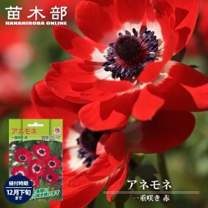 アネモネ 球根 苗 の商品一覧 花 ガーデニング 通販 Yahoo ショッピング