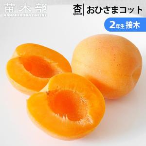 マカダミアナッツ バーモント種 取り木苗 7号スリット鉢植え : 苗木部
