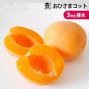 桃 苗木 大玉あかつき 3年生接木1m大苗 産地で剪定済 1.0m苗 : 苗木部