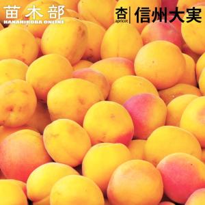 信州大実あんず 1年生接木苗 苗木 予約販売11〜12月頃入荷予定