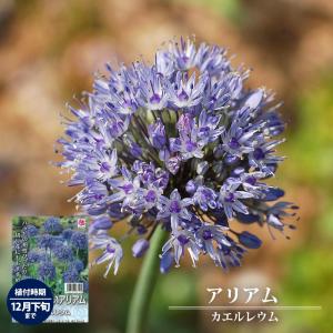 アリアム カエルレウム 球根 オランダ産 （10球入） （植え付け時期12月下旬まで） 予約販売9月下旬以降入荷予定