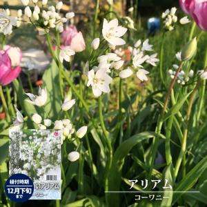 アリアム コーワニー 球根 富山県産 （10球入） （植え付け時期12月下旬まで） 予約販売9月下旬以降入荷予定