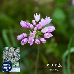 アリアム ロゼウム 球根 オランダ産 （10球入） （植え付け時期12月下旬まで） 予約販売9月下旬以降入荷予定