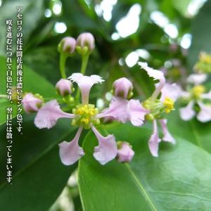 アセロラ ポット苗 沖縄県産 品種不明の詳細画像2