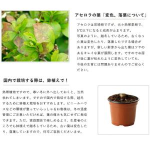 アセロラ ポット苗 沖縄県産 品種不明の詳細画像5