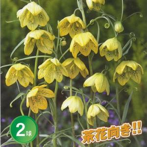 貝母百合 あみがさゆり 球根 （2球入り） （植え付け時期9月中旬〜12月下旬まで） 予約販売10月下旬頃入荷予定