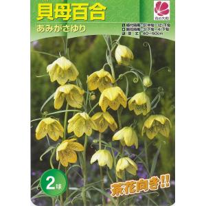 貝母百合 あみがさゆり 球根 (2球入り) (...の詳細画像4