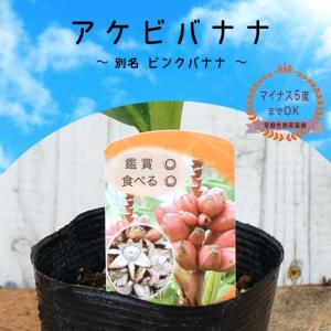 ジャンボカラマタ オリーブの木 2年生 5号ポット苗 挿し木 : 苗木部 花