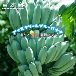 ITANSE バナナ苗 アケビバナナ(耐寒性バナナ) 果樹苗 10.5cmポット 1個