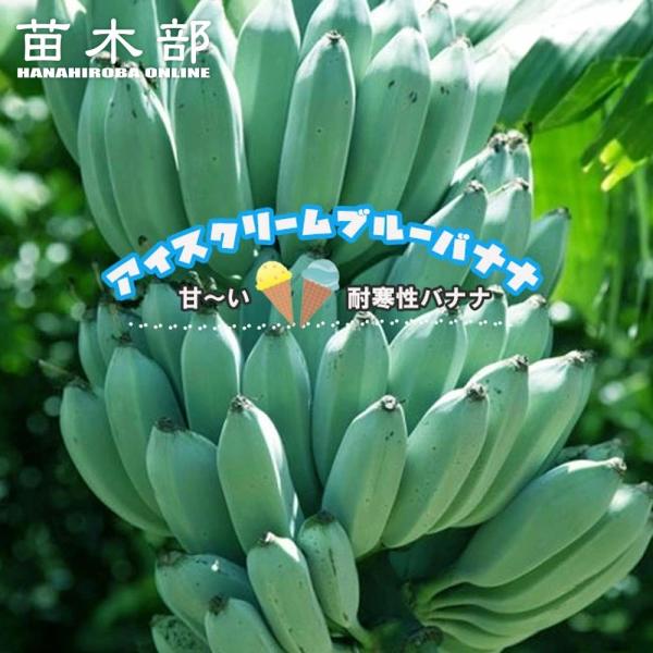 バナナの木 アイスクリームブルーバナナ 4号ポット苗