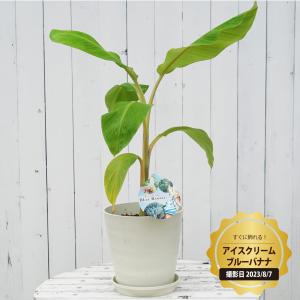 観葉植物にバナナの木 アイスクリームブルーバナナ フレグラーポット大苗 鉢植え 受け皿付き 沖縄県産 熱帯果樹 贈り物｜hanahirobaonline