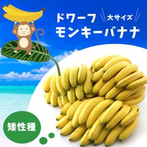 ミニバナナの木の商品一覧 通販 Yahoo ショッピング