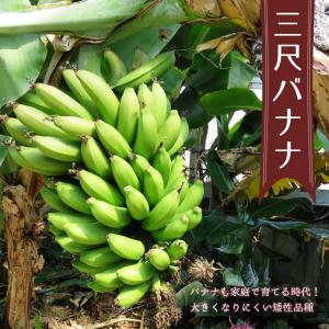バナナの木 三尺バナナ  大サイズ 6号ポット大苗 沖縄県産 果樹 熱帯果樹｜hanahirobaonline