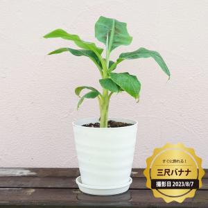 蜜味に驚愕,100cm◆南米の至宝=ゴールドバナナ.木熟OK◆低木耐寒◆バナナ苗 昔なつかしい幻のバナナ！<br>バナナ・グロスミッシェル ：熱帯果樹苗