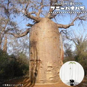 チャーム（charm） （多肉植物）バオバブの木 アダンソニア