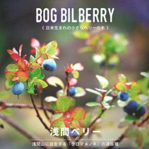 浅間ベリー ポット苗 (クロマメノキ・浅間ブドウ)