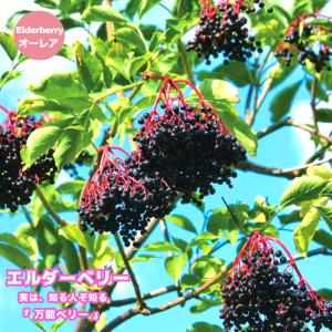 エルダーベリー（エルダーフラワー） オーレア 3号ポット苗