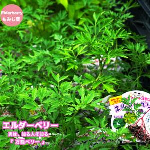 エルダーベリー（エルダーフラワー） モミジ葉 3.5号ポット苗