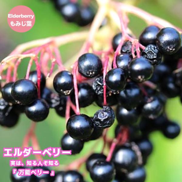 エルダーベリー（エルダーフラワー） モミジ葉 5号ポット苗