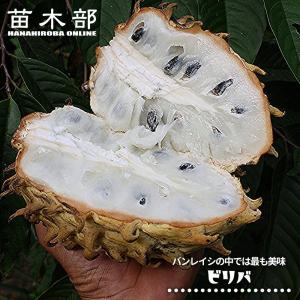 カカオ クリオロ種 ボスケ・ブランカ 1年生実生苗 3号ポット : 苗木部