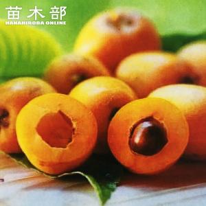 ビワ 苗 【大実 富房 （とみふさ）】 1年生 接ぎ木 ポット苗 : 苗木の