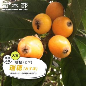 びわ 苗木 クイーン長崎 2年生接木苗 6号ロングポット苗 限定販売 爆