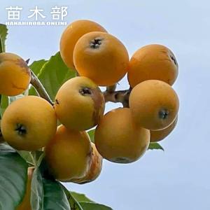 ドット 日向夏 ニューサマーオレンジ 5年生 苗木 日向夏 （ ニューサマーオレンジ ） 接ぎ木 15cmポット苗【 送料無料