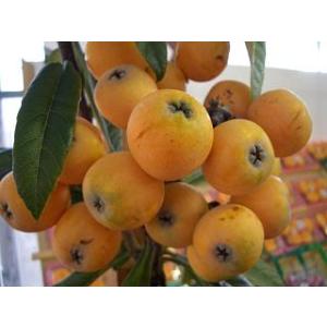 クイーン長崎】 5年生接木苗 大苗 ビワ クイーンナガサキ ※通常発送