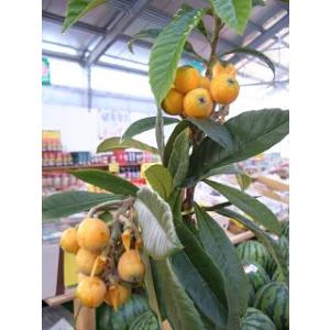 びわ 苗木 田中びわ 1年生接木苗 : 苗木部 花ひろばオンライン - 通販