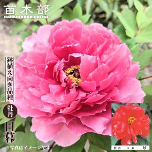 新日月錦（シンジツゲツニシキ） （紅桃色） 牡丹 2年生 6号スリット