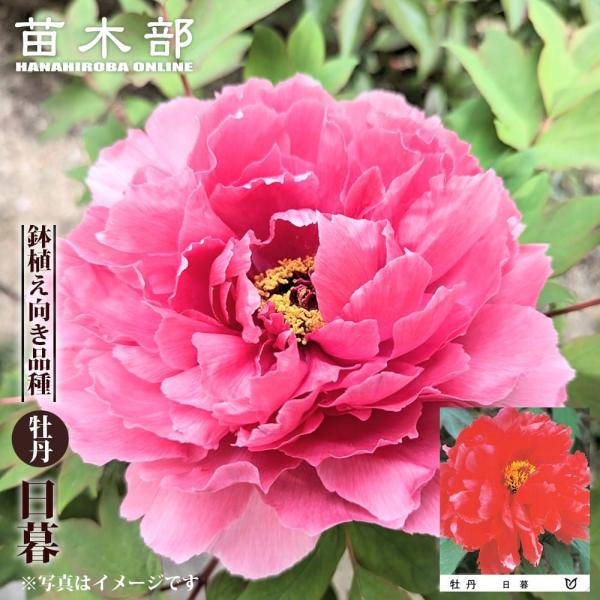 日暮 （ヒグラシ） 牡丹 2年生 6号スリット鉢植え