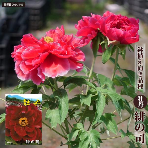 緋の司 （濃赤色） 牡丹 2年生 6号スリット鉢植え