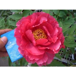 吉野川（ヨシノガワ） （ピンク色） 牡丹 2年生 6号スリット鉢植え