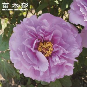 日本画 桃色の牡丹 新日月錦（シンジツゲツニシキ） （紅桃色） 牡丹 2年生 6号スリット