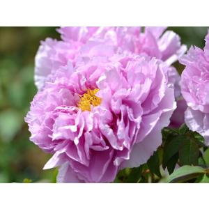 満天紅 （赤系） 牡丹 2年生 6号スリット鉢植え : 苗木部 花ひろば