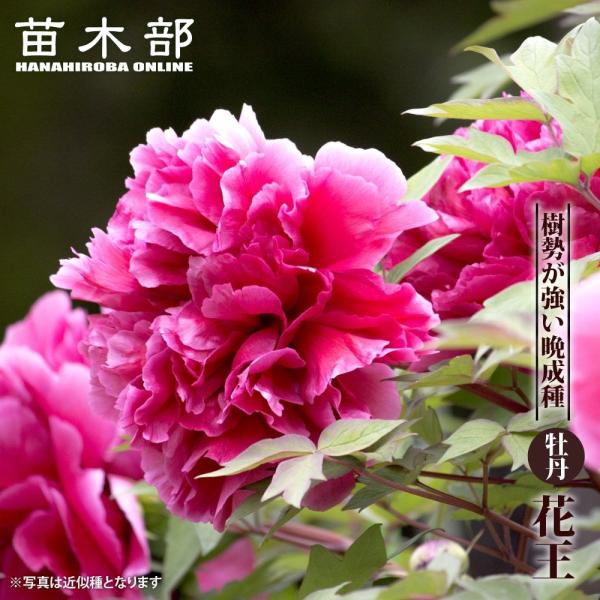 花王 （赤紫色） 牡丹 2年生 6号スリット鉢植え