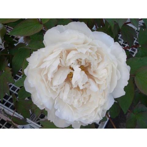 貴婦人 （白色） 牡丹 2年生 6号スリット鉢植え