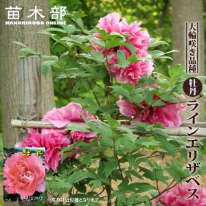 牡丹 苗 ピンクの商品一覧 通販 Yahoo ショッピング