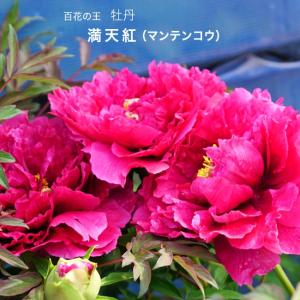 牡丹 （紅色） 新島の輝 2年生 6号スリット鉢植え ぼたん : 苗木部 花