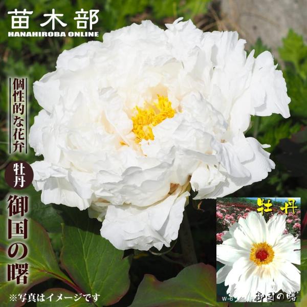 御国の曙（ミクニノアケボノ） 牡丹 2年生 6号スリット鉢植え