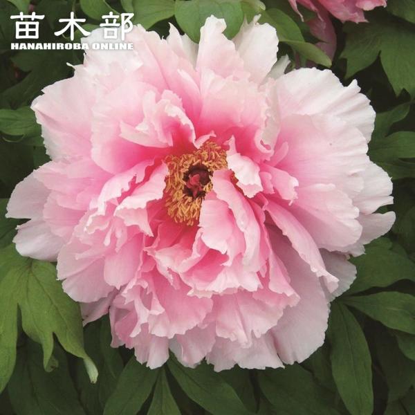 聖代 （桃色） 牡丹 2年生 6号スリット鉢植え