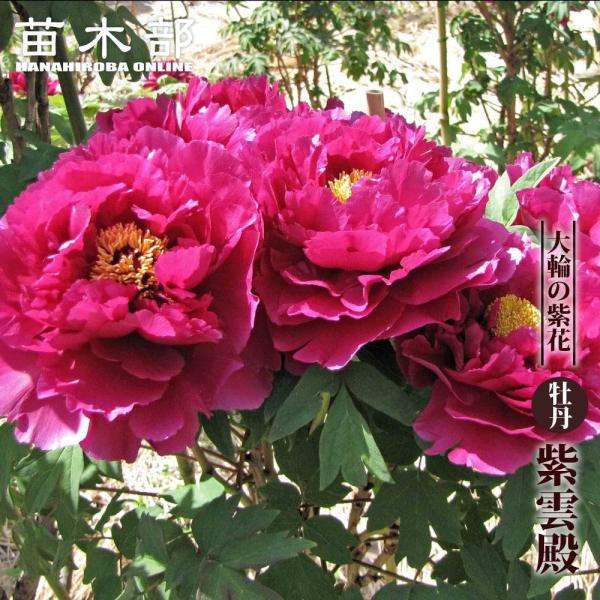 紫雲殿 （濃赤紫色） 牡丹 2年生 6号スリット鉢植え